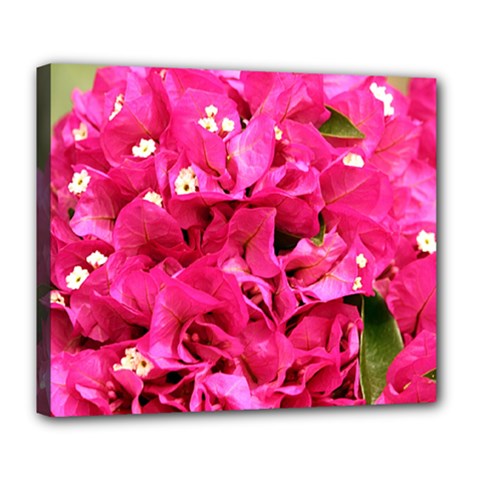 Bougainvillea Deluxe Canvas 24  X 20   by trendistuff