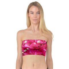 Bougainvillea Women s Bandeau Tops