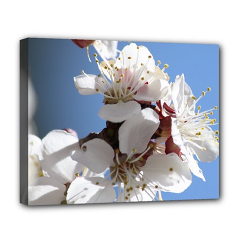 Apricot Blossoms Deluxe Canvas 20  X 16   by trendistuff