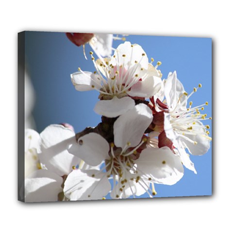 Apricot Blossoms Deluxe Canvas 24  X 20   by trendistuff