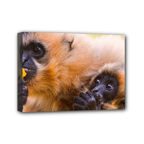 Two Monkeys Mini Canvas 7  X 5  by trendistuff