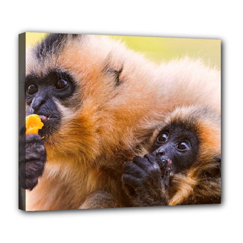 Two Monkeys Deluxe Canvas 24  X 20   by trendistuff