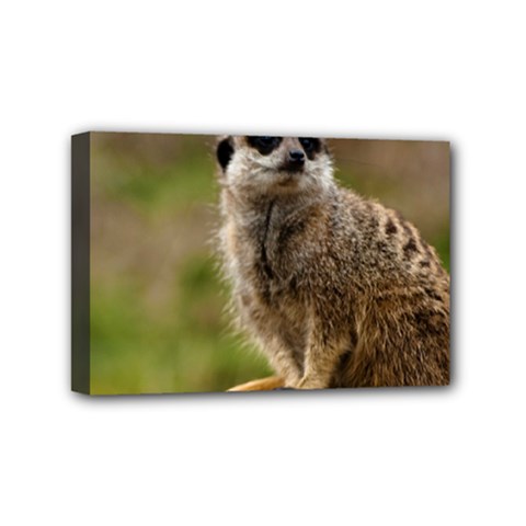 Meerkat Mini Canvas 6  X 4  by trendistuff