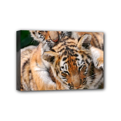 Baby Tigers Mini Canvas 6  X 4  by trendistuff