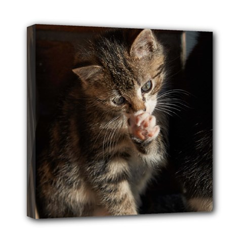 Talk To The Paw Mini Canvas 8  X 8  by trendistuff