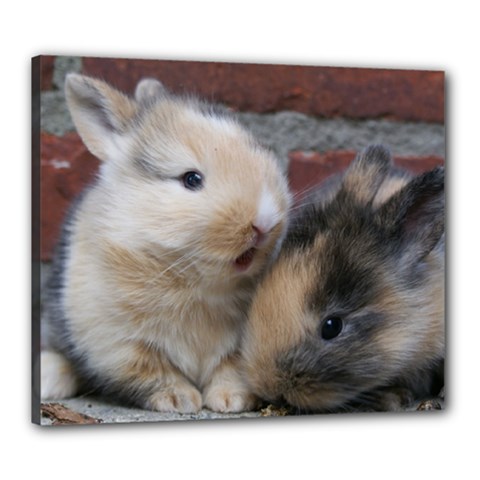 Small Baby Rabbits Canvas 24  X 20  by trendistuff