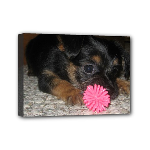 Puppy With A Chew Toy Mini Canvas 7  X 5  by trendistuff