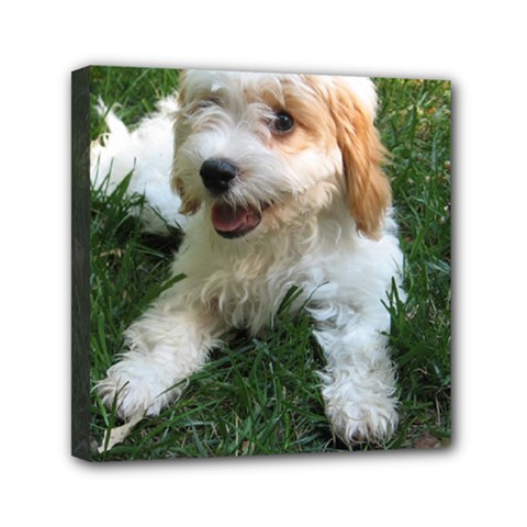 Cute Cavapoo Puppy Mini Canvas 6  X 6  by trendistuff