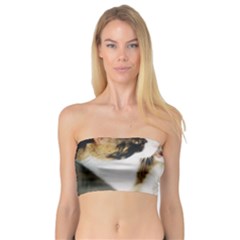 Calico Cat And White Kitty Women s Bandeau Tops