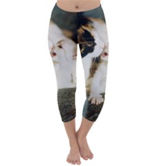 Calico Cat And White Kitty Capri Winter Leggings  by trendistuff