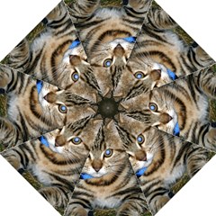 Blue-eyed Kitty Folding Umbrellas