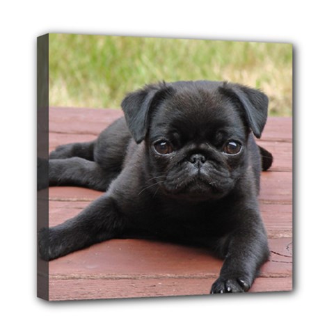 Alert Pug Puppy Mini Canvas 8  X 8  by trendistuff