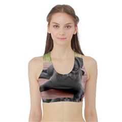 Alert Pug Puppy Women s Sports Bra With Border by trendistuff