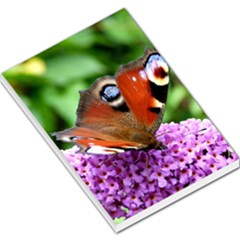 Peacock Butterfly Large Memo Pads by trendistuff