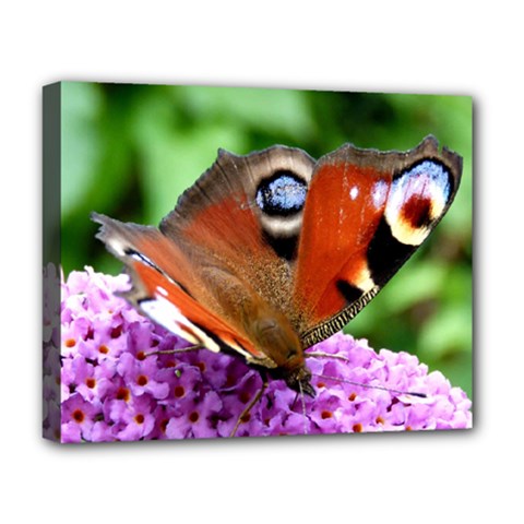 Peacock Butterfly Deluxe Canvas 20  X 16   by trendistuff