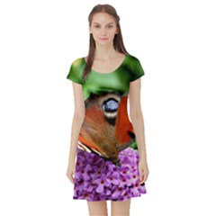 Peacock Butterfly Short Sleeve Skater Dresses by trendistuff