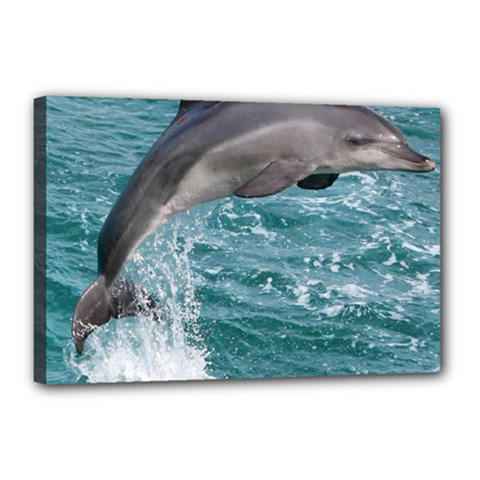 Dolphin Canvas 18  X 12  by trendistuff