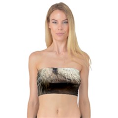 Cute Sea Lion Women s Bandeau Tops by trendistuff