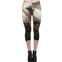 Cute Sea Lion Capri Leggings by trendistuff