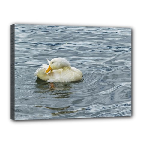 White Duck Preening At Lake Print Canvas 16  X 12  by dflcprints