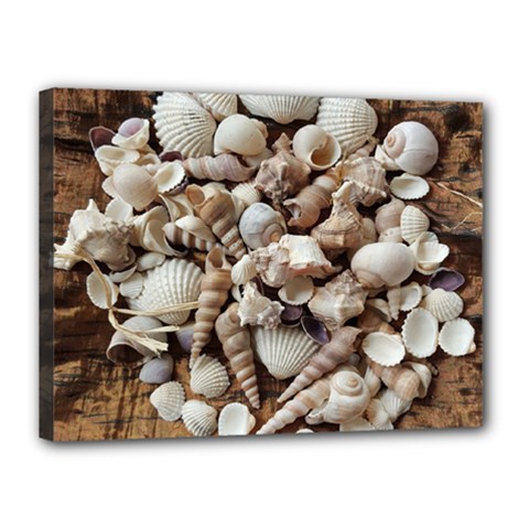 Tropical Sea Shells Collection, Copper Background Canvas 16  X 12  by yoursparklingshop