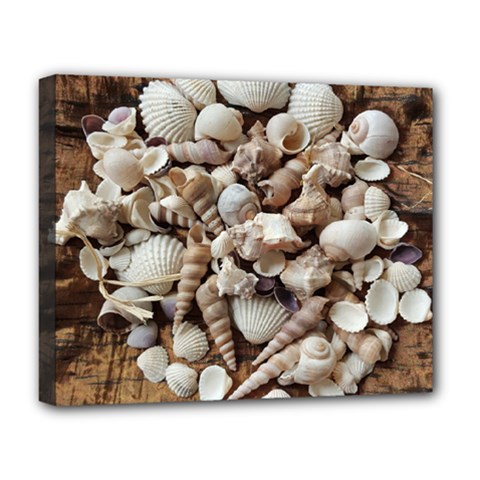 Tropical Sea Shells Collection, Copper Background Deluxe Canvas 20  X 16  