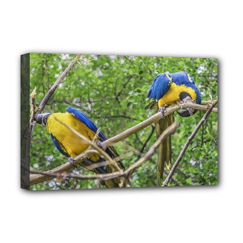 South American Couple Of Parrots Deluxe Canvas 18  X 12   by dflcprints