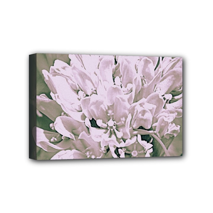 White Flower Mini Canvas 6  x 4 