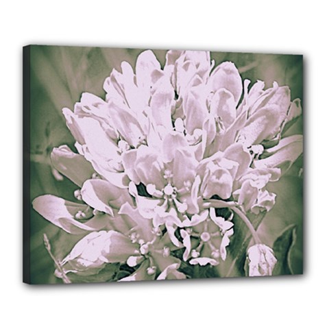 White Flower Canvas 20  X 16 