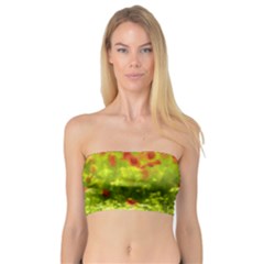 Poppy I Bandeau Top by colorfulartwork