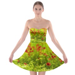 Poppy I Strapless Dresses