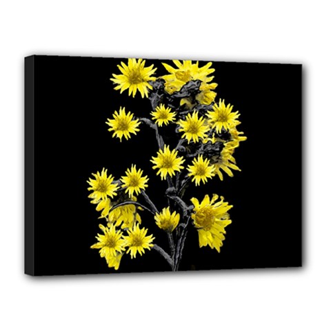 Sunflowers Over Black Canvas 16  X 12  by dflcprints