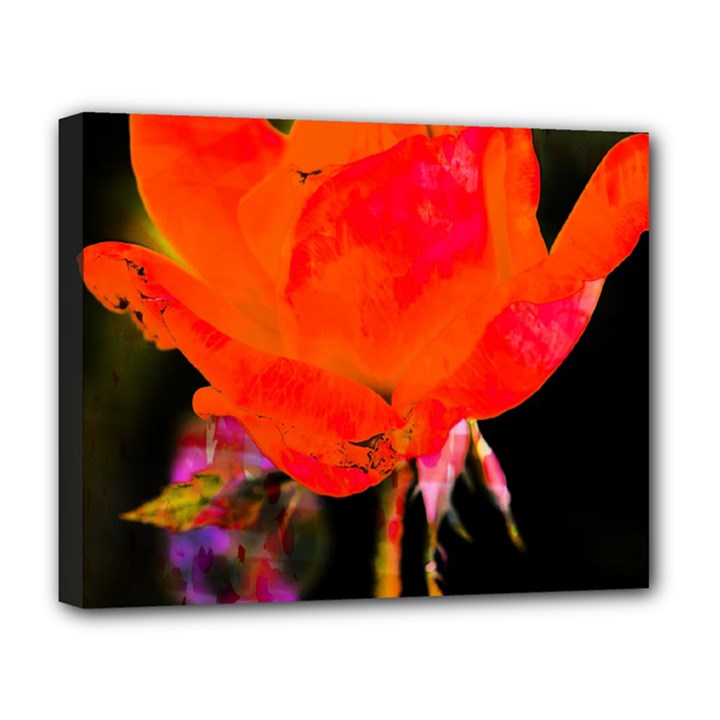 Red Beauty Deluxe Canvas 20  x 16  