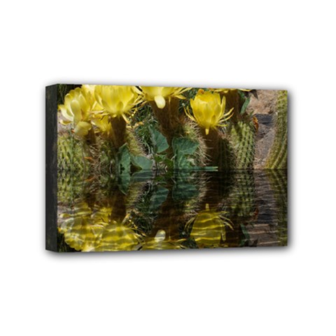 Cactus Flowers With Reflection Pool Mini Canvas 6  X 4  by MichaelMoriartyPhotography