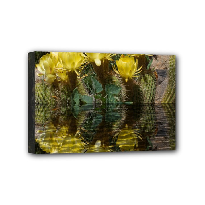 Cactus Flowers with Reflection Pool Mini Canvas 6  x 4 