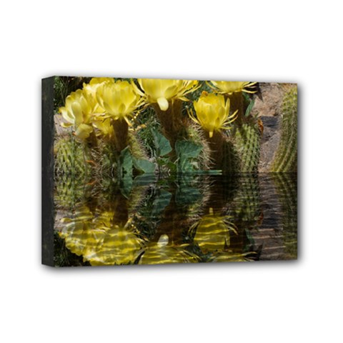 Cactus Flowers With Reflection Pool Mini Canvas 7  X 5 