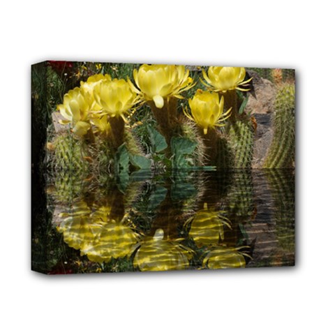 Cactus Flowers With Reflection Pool Deluxe Canvas 14  X 11 