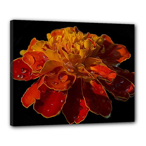 Marigold On Black Canvas 20  X 16  by MichaelMoriartyPhotography