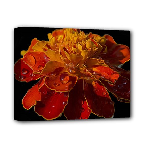 Marigold On Black Deluxe Canvas 14  X 11  by MichaelMoriartyPhotography