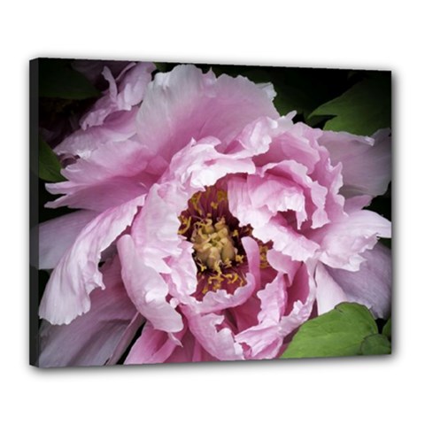 Pink Peony Canvas 20  X 16  (framed)