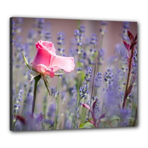 Rose Flower Lavander Canvas 24  X 20  (framed) by Fadi2010