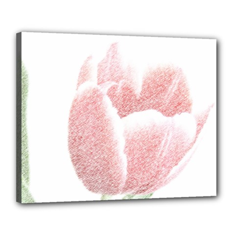 Red Tulip Pencil Drawing Canvas 20  X 16  by picsaspassion