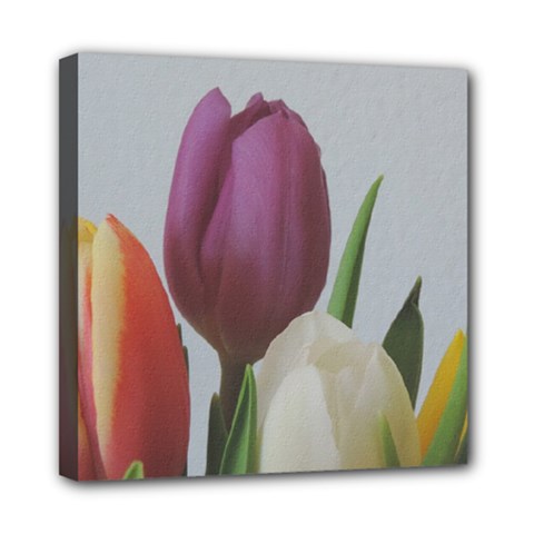 Tulips Mini Canvas 8  X 8 