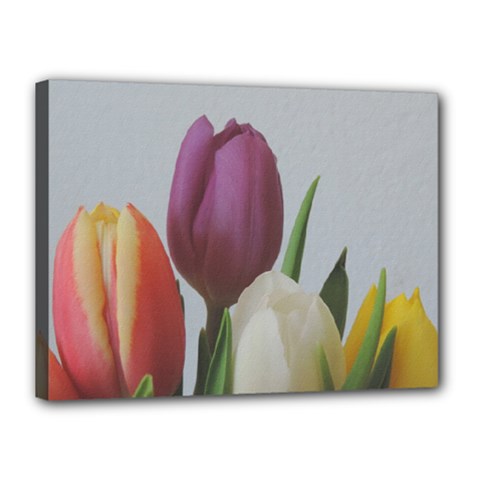 Tulips Canvas 16  X 12 