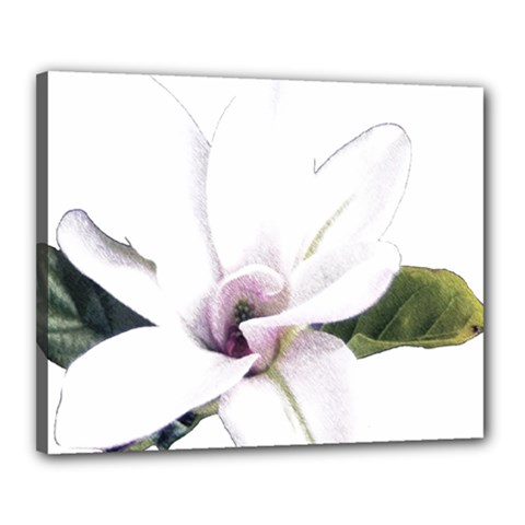 White Magnolia Pencil Drawing Art Canvas 20  X 16  by picsaspassion