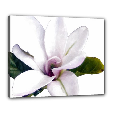 Magnolia Wit Aquarel Painting Art Canvas 20  X 16  by picsaspassion