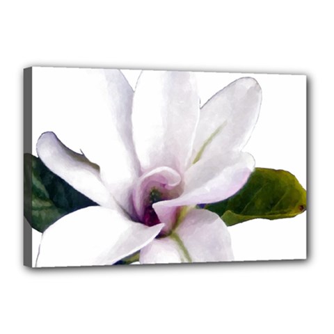 Magnolia Wit Aquarel Painting Art Canvas 18  X 12  by picsaspassion