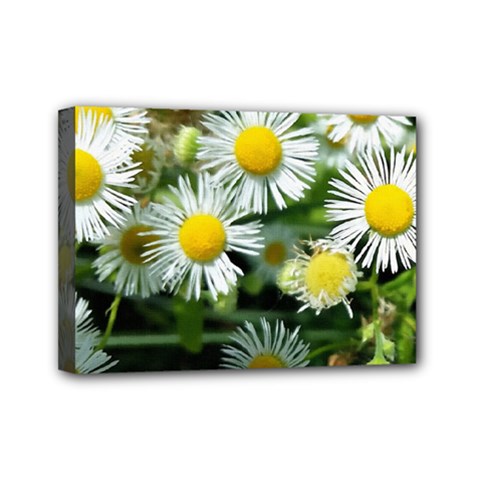 White Summer Flowers Oil Painting Art Mini Canvas 7  X 5 