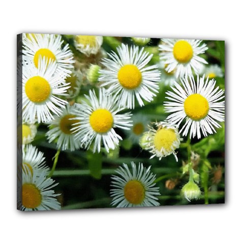 White Summer Flowers Oil Painting Art Canvas 20  X 16 