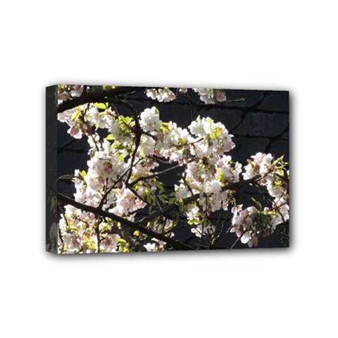 Japanese Cherry Blossom Mini Canvas 6  X 4 